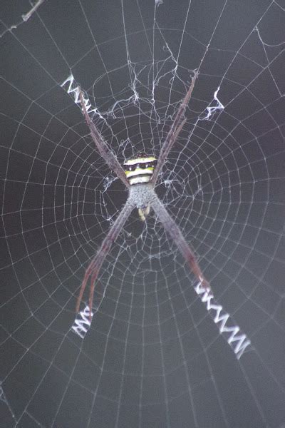 X Spider or Priest Spider .